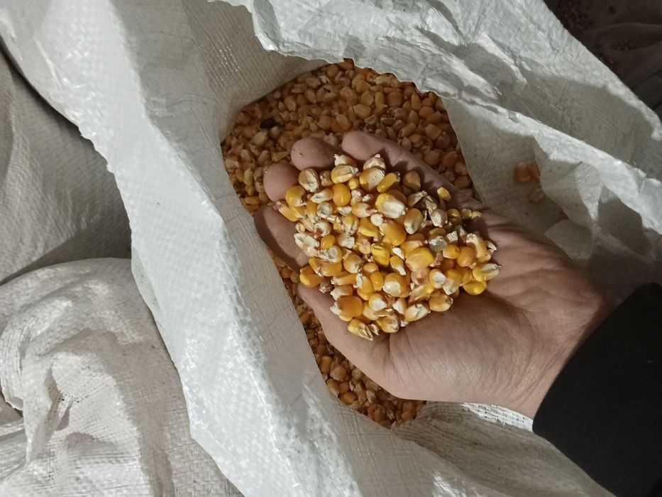 кукуруза в мешках ,оптом, корм , для животных