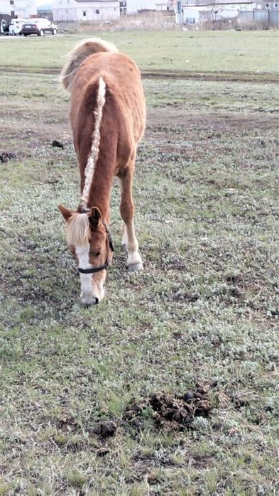 Обменяю на Овец.