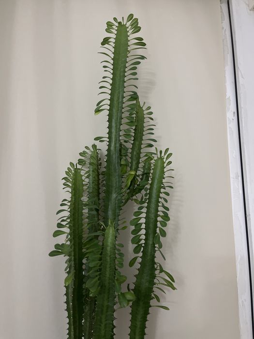 Молочай взрослый