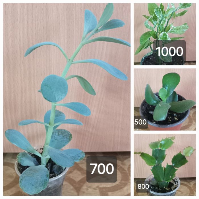 комнатные растения