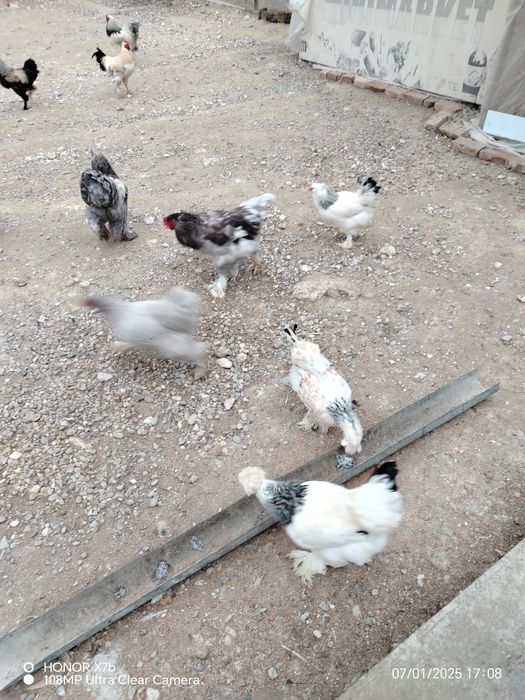 Брамо товук ва хуроз