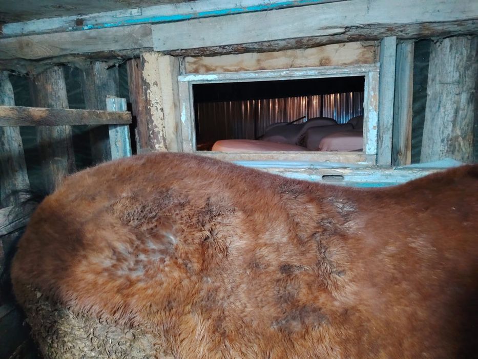 Доненшыгар 2 еки ай жемде тур, семиз