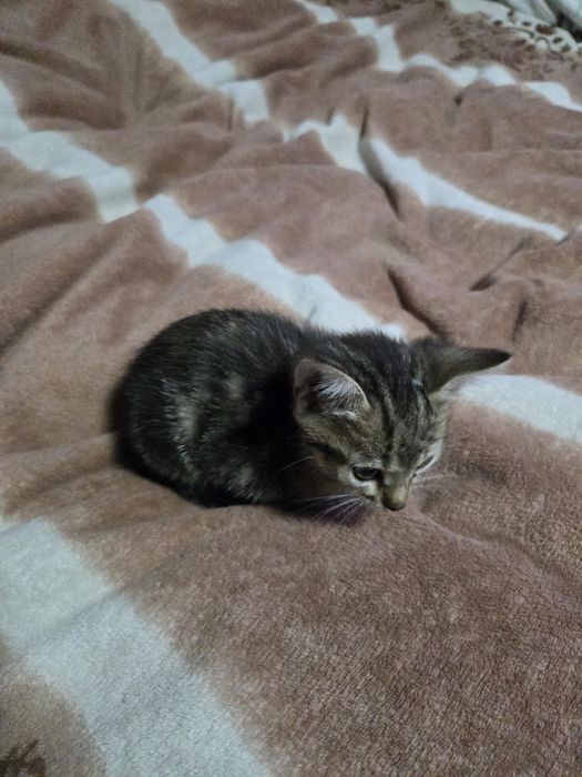 Отдадим кошечку.