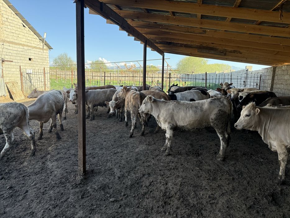 Еркек бұқалар 28 бас