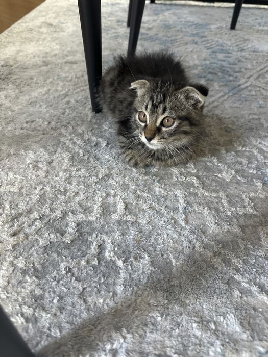 Котенок  мальчик веслоухий