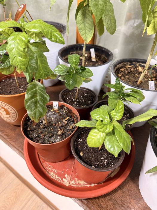 Саженец Кофе Арабика, Кофейное дерево Coffee Arabica