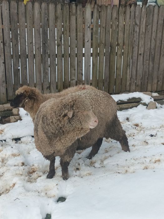 Berbecut de vânzare