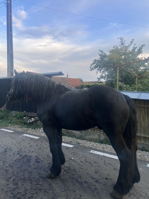 vand manz de 3 anii!!! sur invațat la ulube! (0758) 150 440
