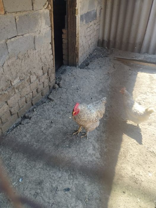 Продам петуха с курицей