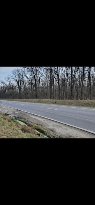 Vand padure Dambovita