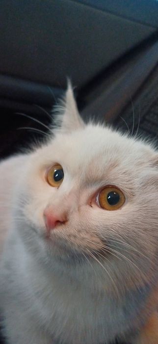 Британский котик