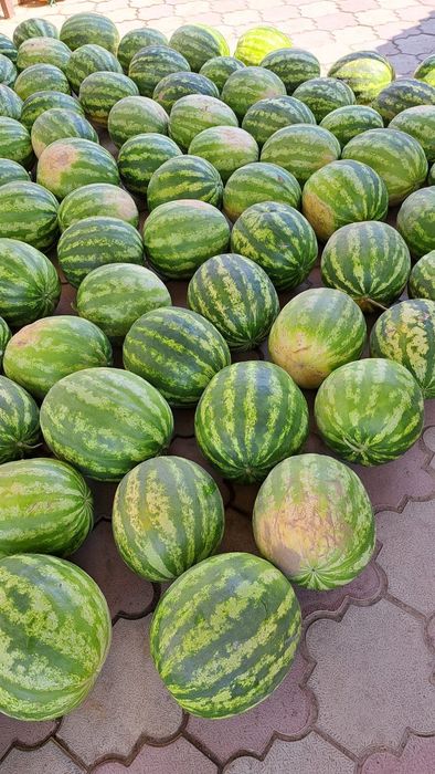 Продам арбузы и дыни