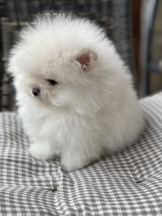 Мини мини Померана