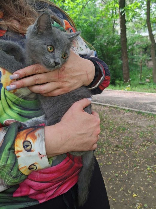 Отдам котёнка в добрые руки