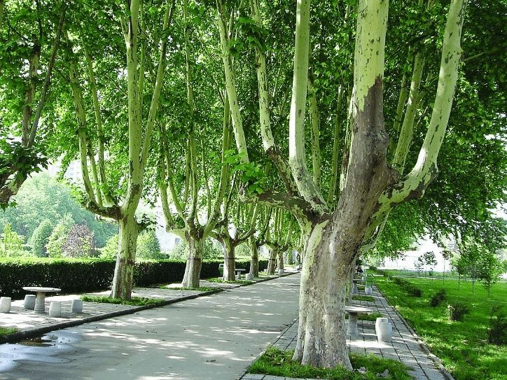 Тутовник чинар платан