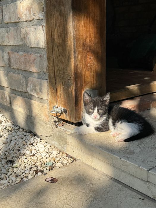 Pisicuta spre adoptie URGENT!!