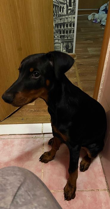 Продам собачку породы доберман