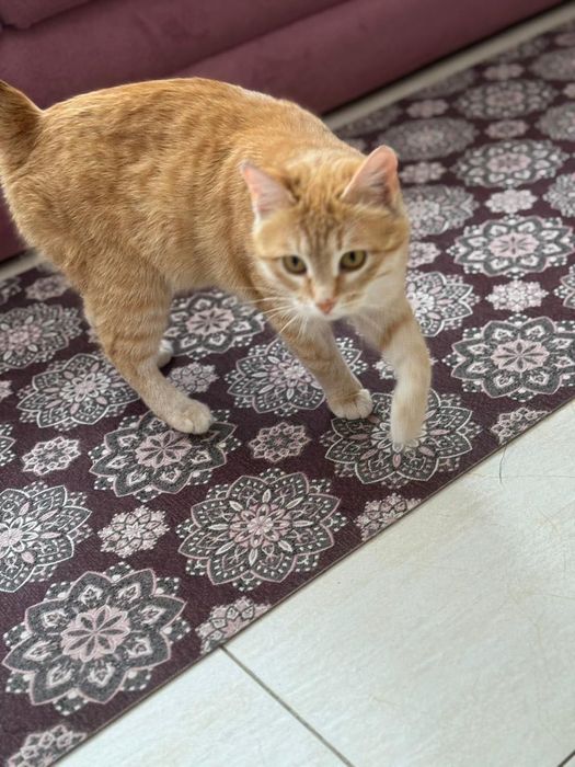 Молодая ласковая кошечка