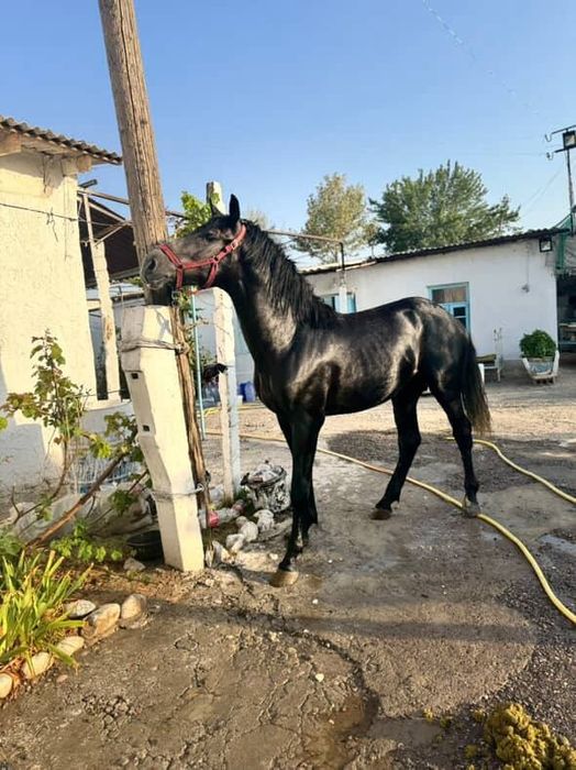 Ot toy sotiladi qoni zoti tayin