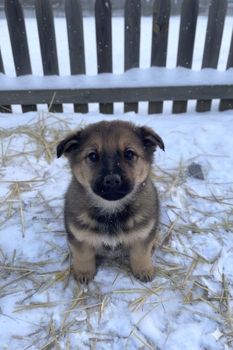 Щенки ищут дом