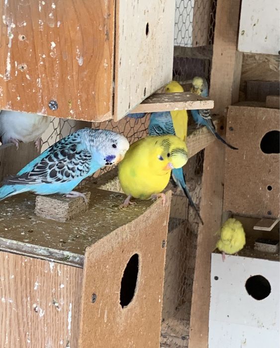 Perusi din crescatorie