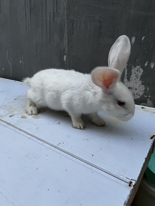 Hikol bolalari quyon bolalari sotiladi