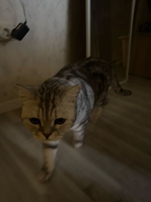 кошку британская короткошорская