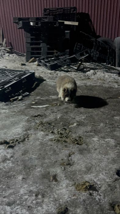 Продам щенков алабая