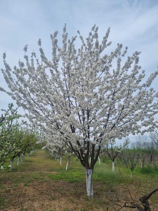 Livadă tânără, 2000 m, Dridu-Snagov