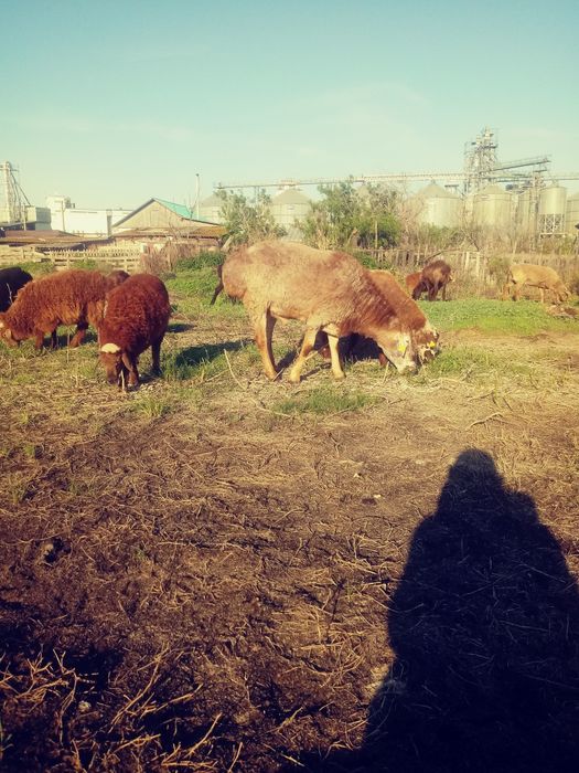 Продам кошкара на племя