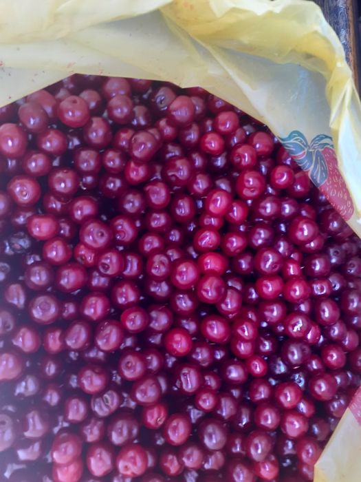 Продам вишню местную