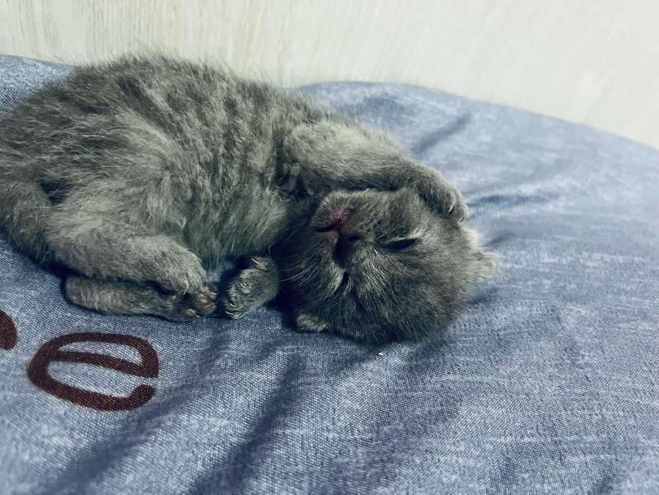 Кошка с котятами