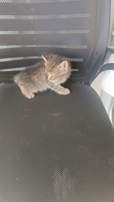 Отдам даром котят