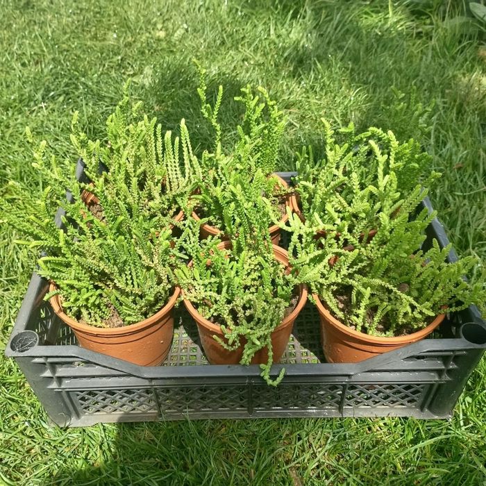 Крассула мускоза (Crassula muscosa)