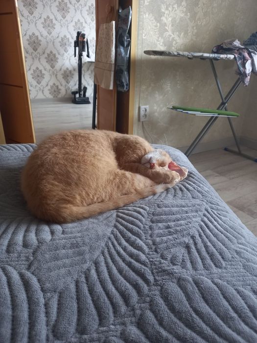 Отдам в добрые руки