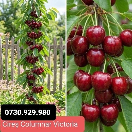 Pomi Fructiferi Columnari anul 3 calitate superioară