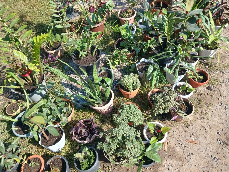 Комнатные цветы растения