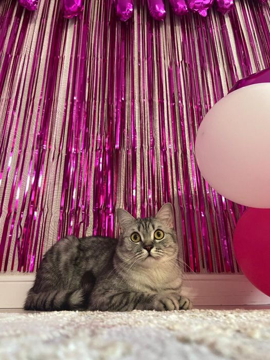 Отдам кота в хорошие руки