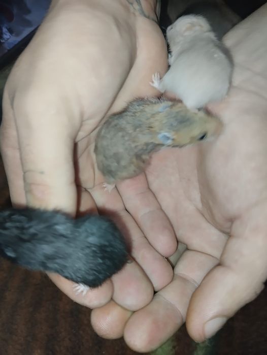 Продаю хомиков серийских