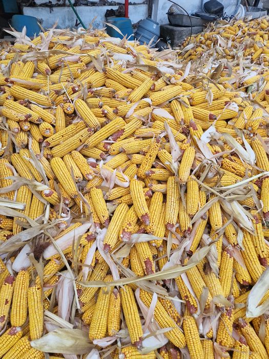 Porumb stiulete 2026 Pionner Dekalb