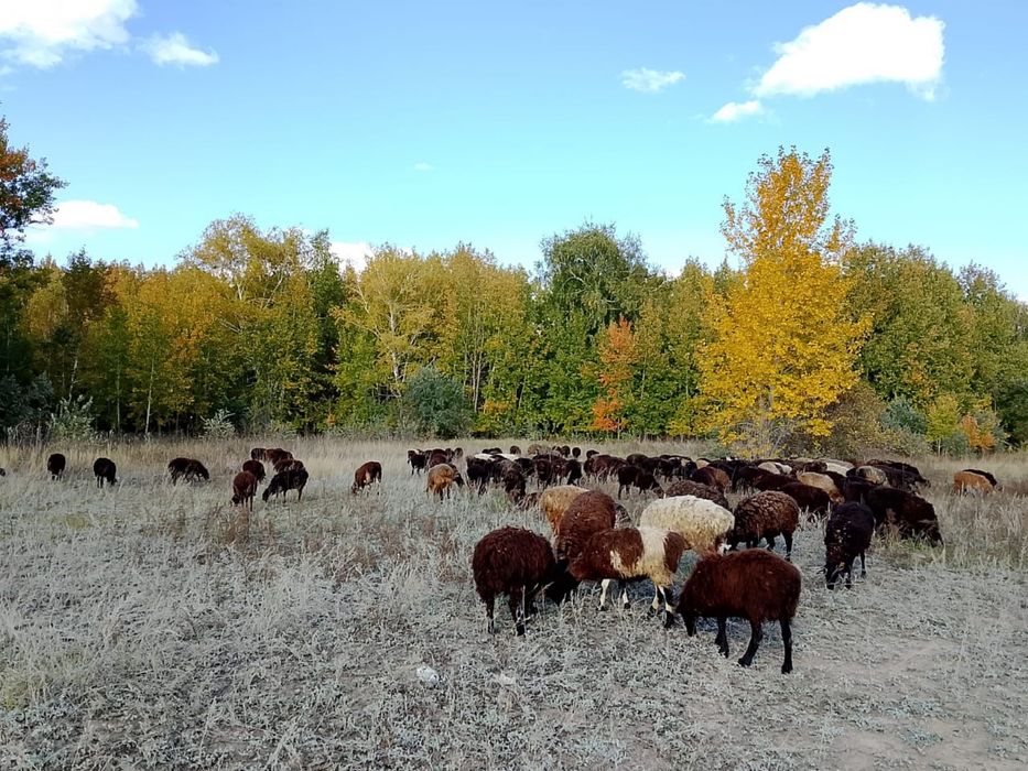 Токты,Кой, Баран,Исек