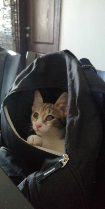 Три котета търсят дом