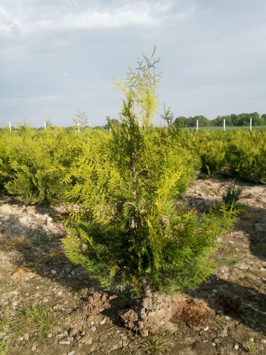 Tuia plicata (gardviu viu)