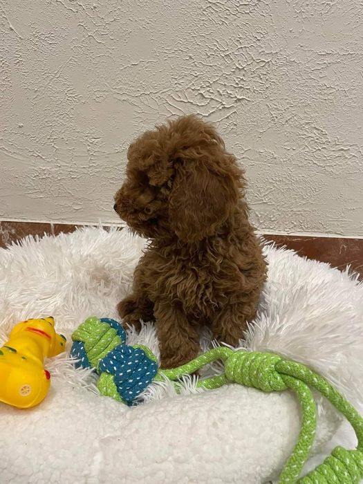 Puiut Pudel/Caniche red toy