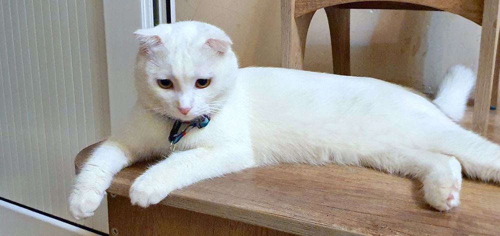 Мушук Скоттиш Фолд (красавчик) сотилади