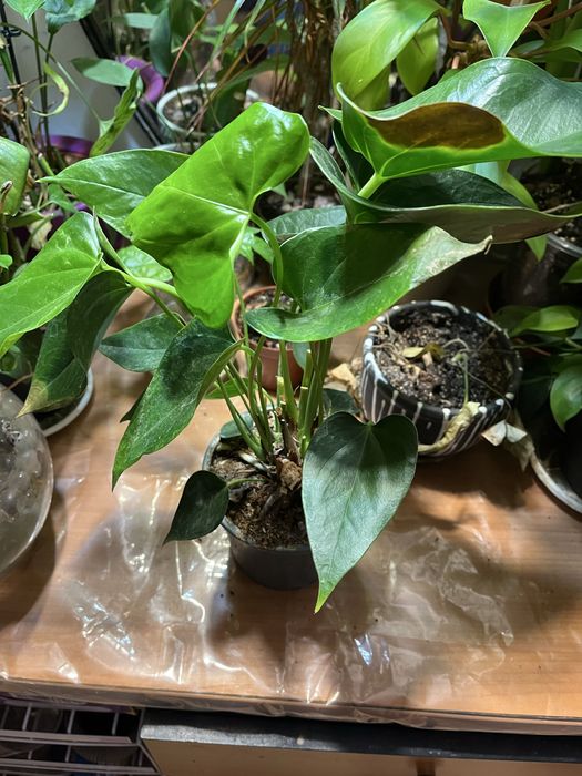 Предлагам Антуриум