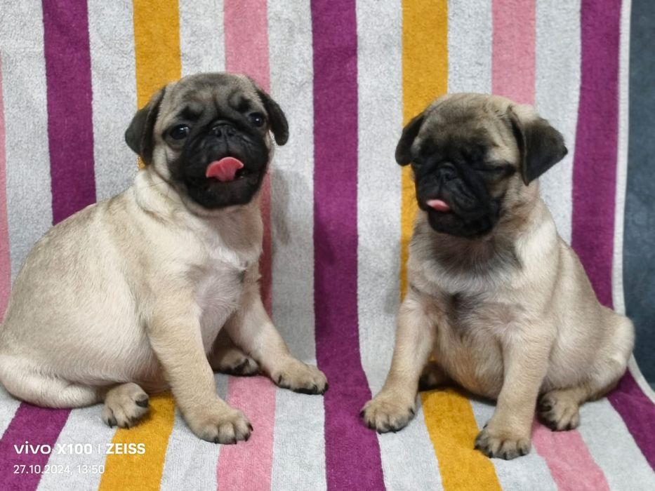 Очаровательные щенки Мопса.