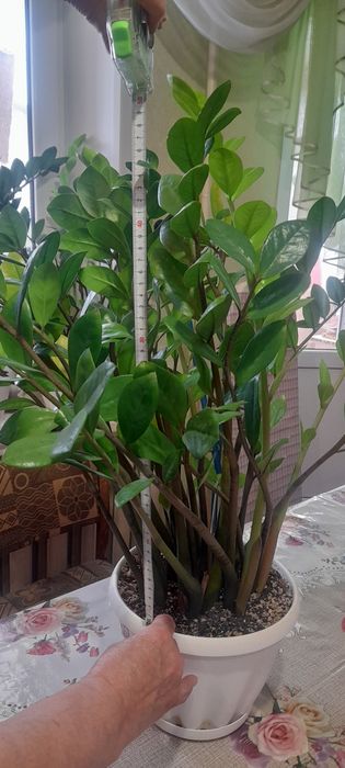 Продам Замиокулькас