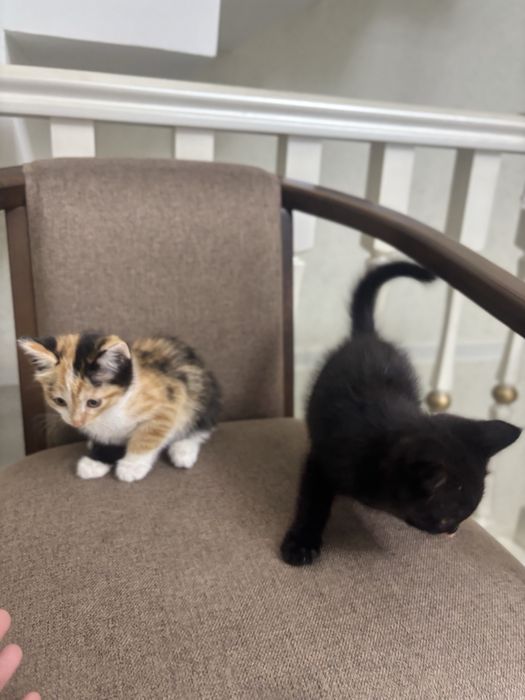 Отдам котёнок  даром