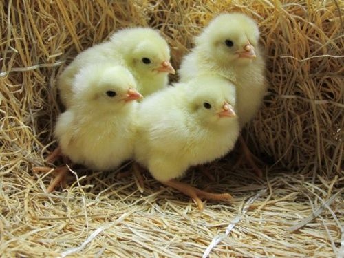 Леггорн стандарт